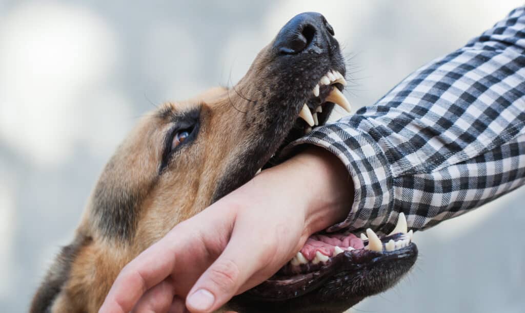 Dog Bite photo