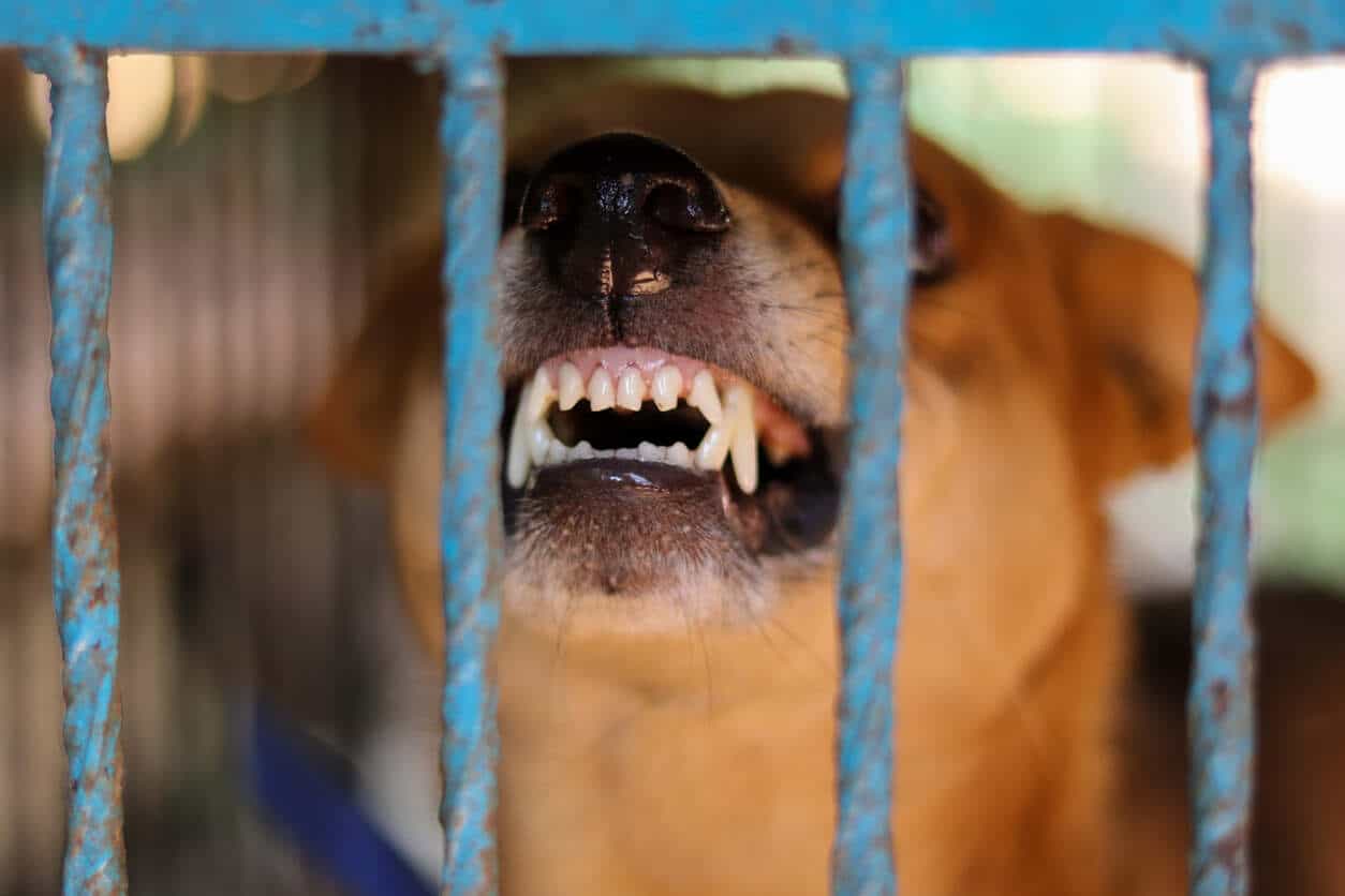 Dog Owner Responsibilities: Legal Consequences for Negligence